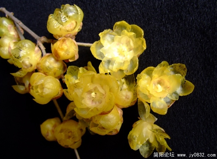 我家腊梅开了 (4).jpg