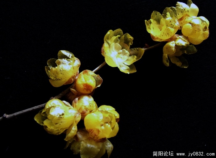 我家腊梅开了 (11).jpg