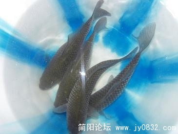 鱼2.JPG