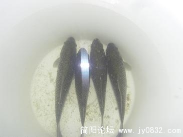 鱼1.JPG
