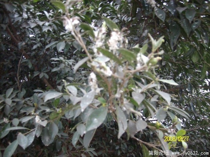 SANY0577.JPG