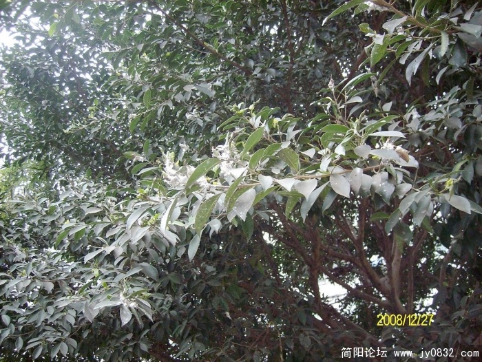 SANY0578.JPG