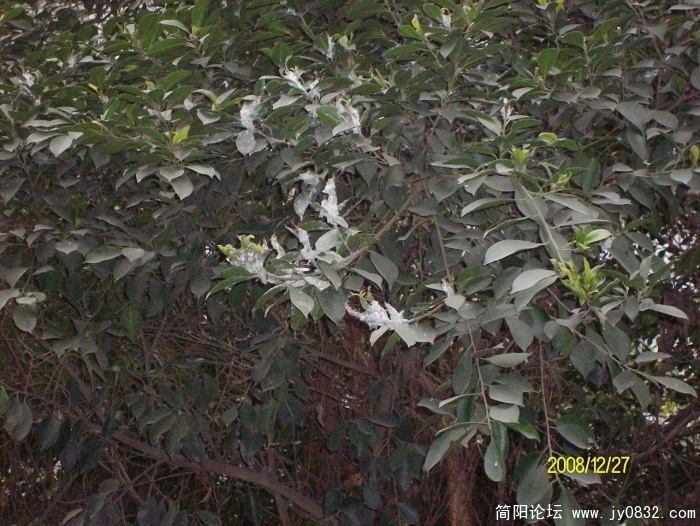SANY0580.JPG