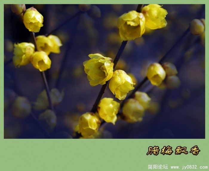 又闻腊梅飘幽香（一）08.jpg