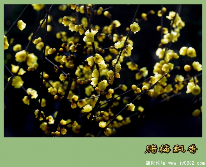 又闻腊梅飘幽香（一）11副本.jpg