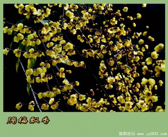 又闻腊梅飘幽香（一）17副本.jpg