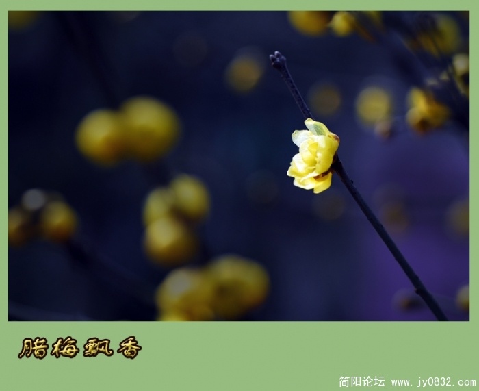又闻腊梅飘幽香（一）13.jpg
