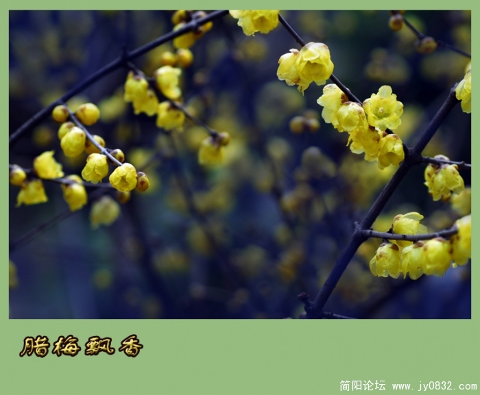 又闻腊梅飘幽香（一）09.jpg