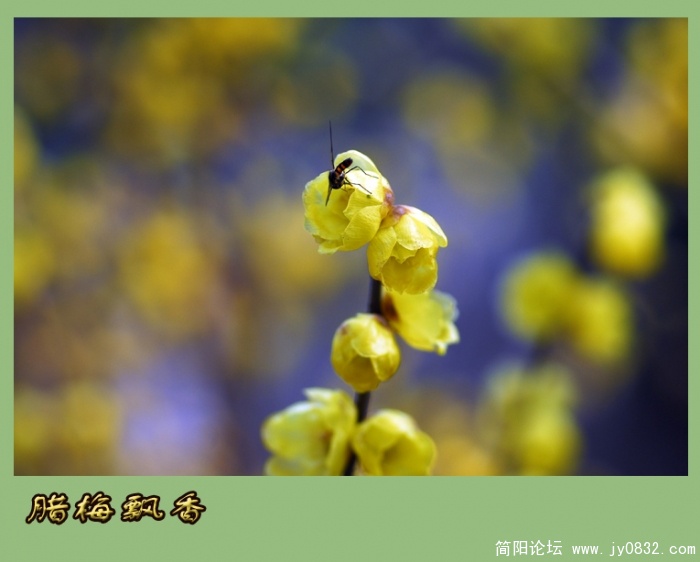 又闻腊梅飘幽香（一）03.jpg