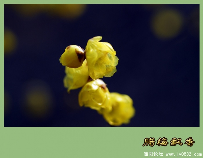 又闻腊梅飘幽香（一）12.jpg
