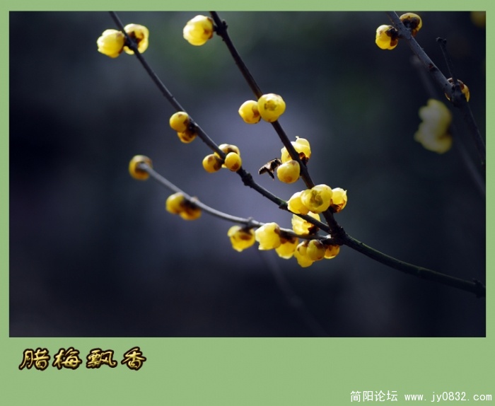 又闻腊梅飘幽香（一）14.jpg