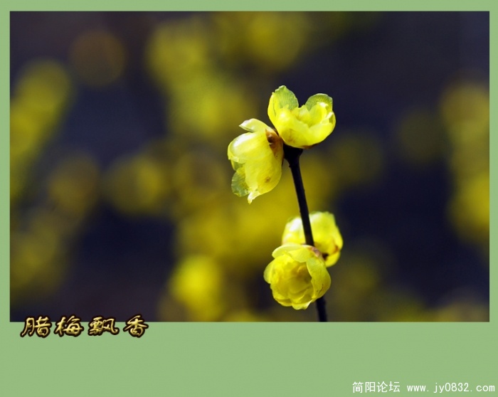 又闻腊梅飘幽香（一）10.jpg