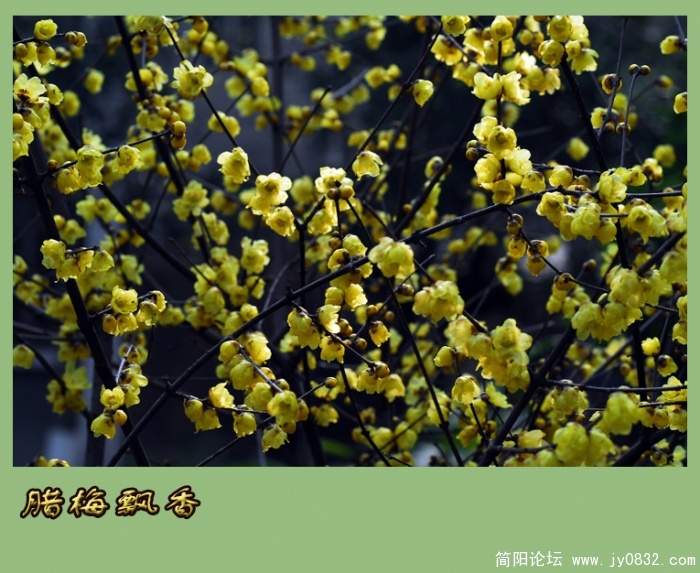 又闻腊梅飘幽香（一）04副本.jpg