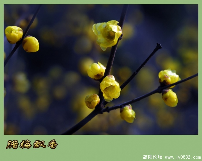 又闻腊梅飘幽香（一）06.jpg