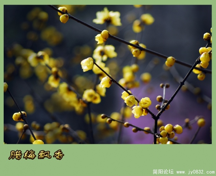 又闻腊梅飘幽香（一）15.jpg