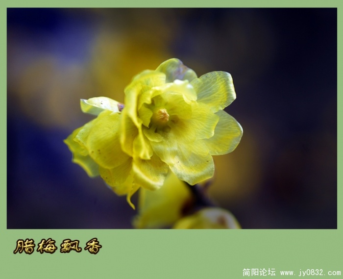 又闻腊梅飘幽香（一）16.jpg