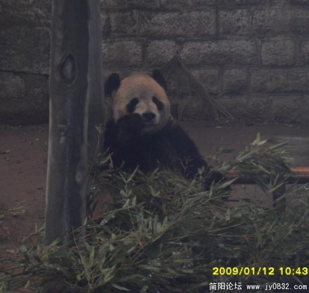 熊猫3.jpg