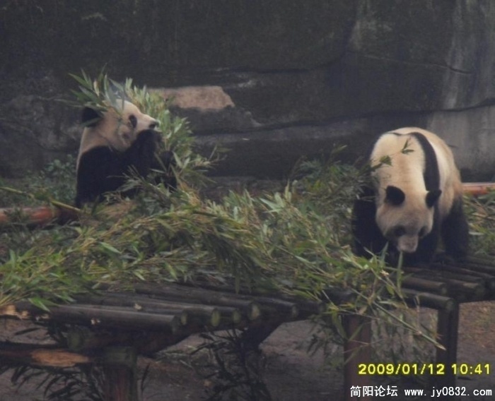 20090116_83df5f292cbce773d3d6Q8Bfp94TjNDe.jpg