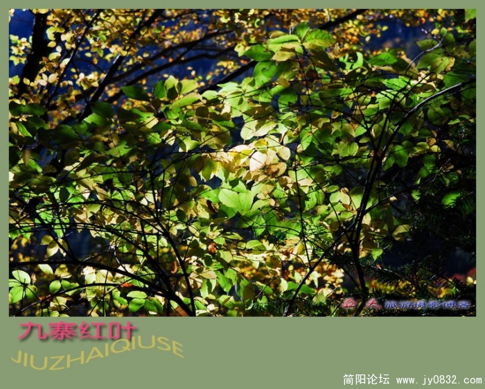 九寨红叶（四）——03副本.jpg