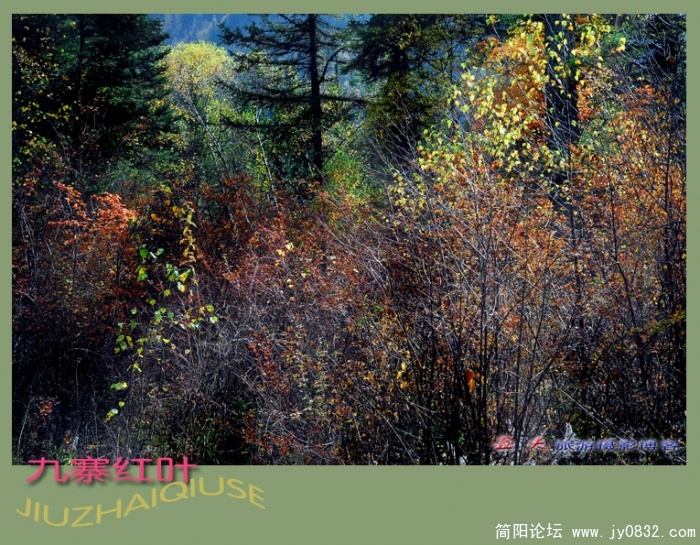 九寨红叶（四）——11副本.jpg
