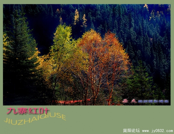 九寨红叶（四）——02副本.jpg
