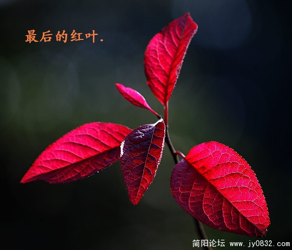 红叶.2.jpg
