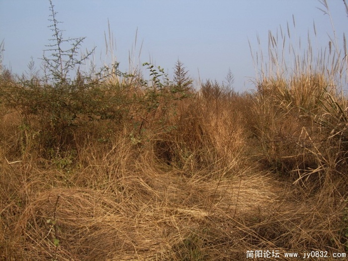 SUC54950.jpg