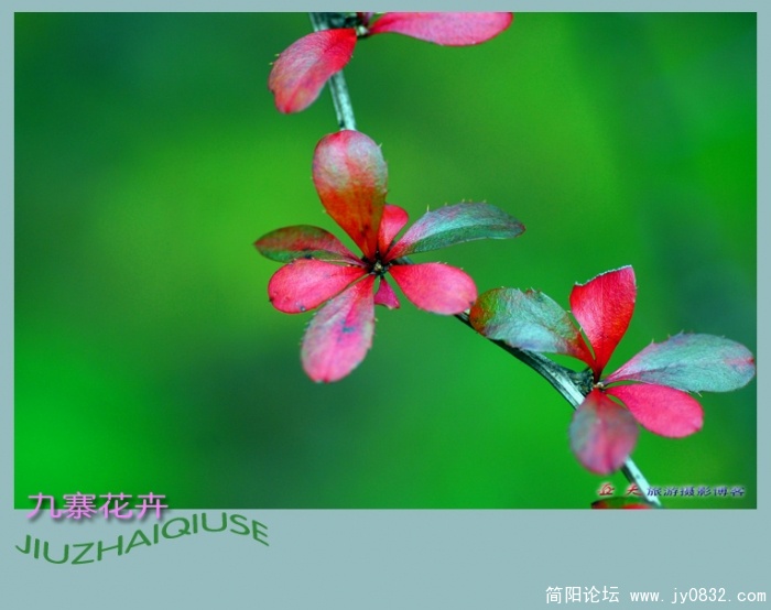 九寨花卉——05副本.jpg