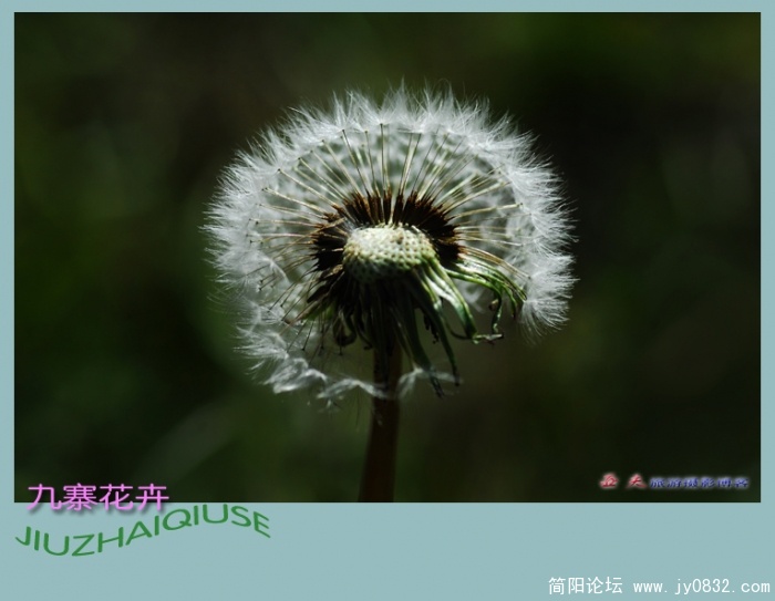 九寨花卉——08.jpg