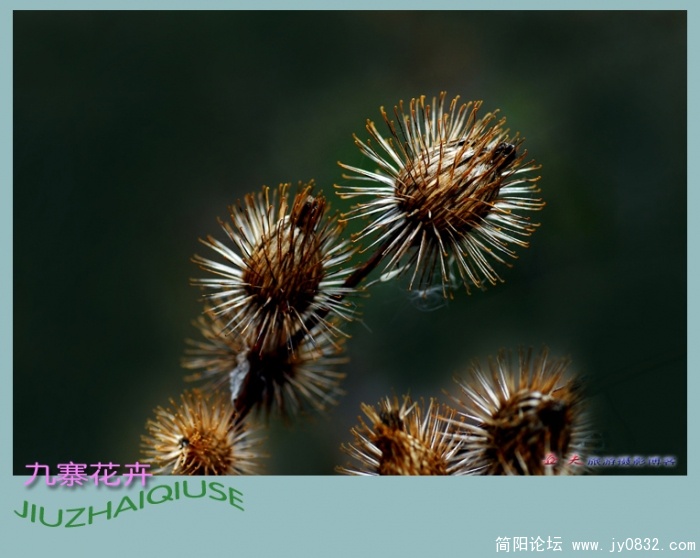 九寨花卉——01副本.jpg