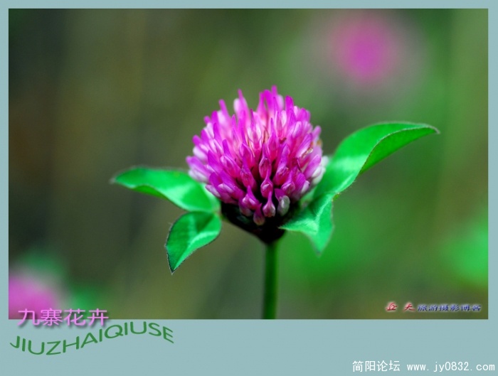 九寨花卉——02副本.jpg