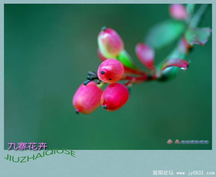 九寨花卉——13副本.jpg