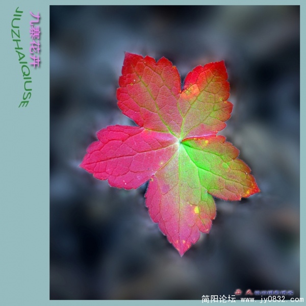 九寨花卉——06副本.jpg