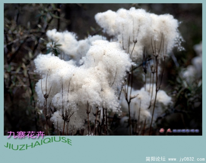 九寨花卉——04副本.jpg
