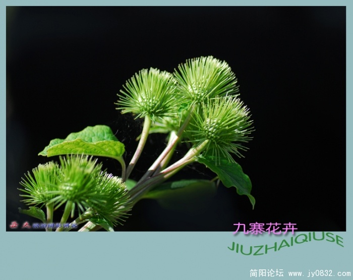九寨花卉——15副本.jpg
