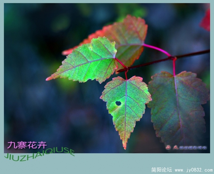 九寨花卉——09副本.jpg
