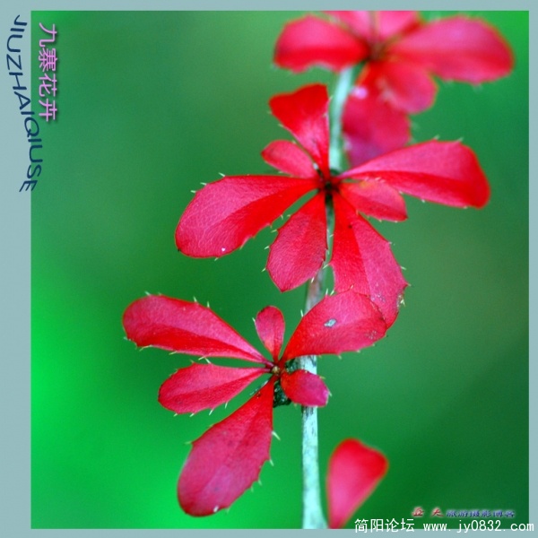 九寨花卉——11副本.jpg