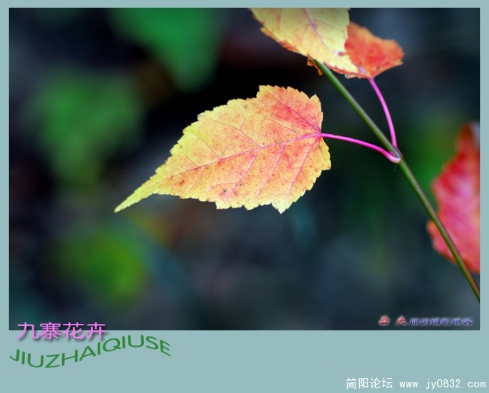 九寨花卉——17副本.jpg