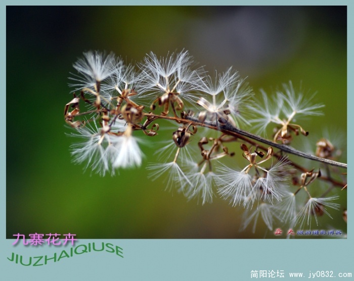 九寨花卉——10副本.jpg
