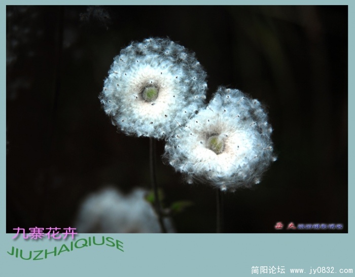 九寨花卉——12副本.jpg
