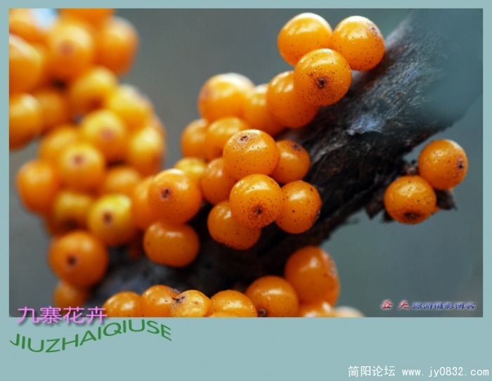 九寨花卉——07副本.jpg