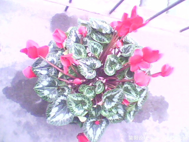 IMG0153A.jpg