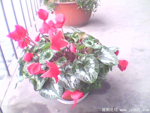 IMG0159A.jpg