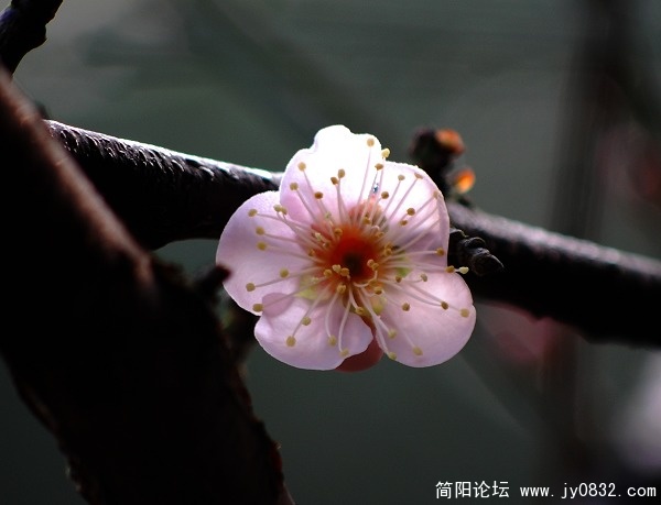春梅.5.jpg