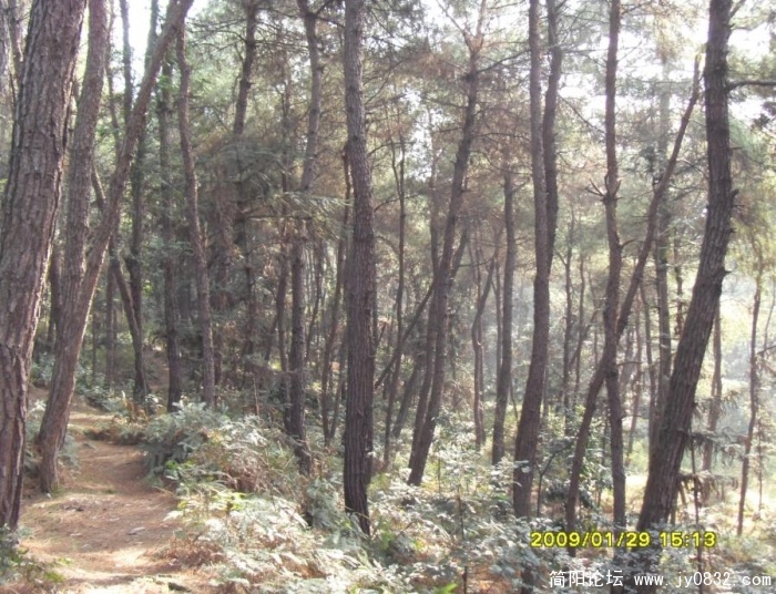 岚峰林场４.jpg