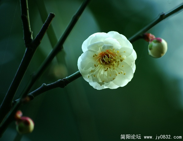 春梅.6.jpg