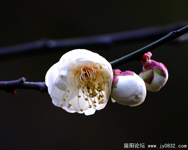 春梅.1.jpg