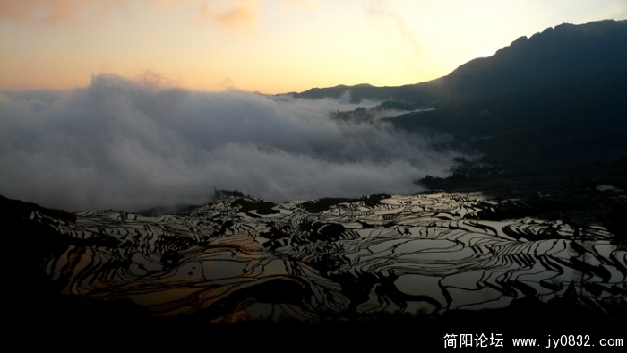 多依树01.jpg