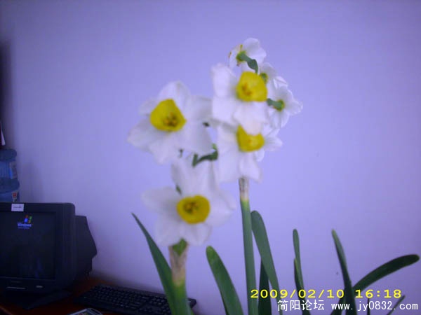 水仙花