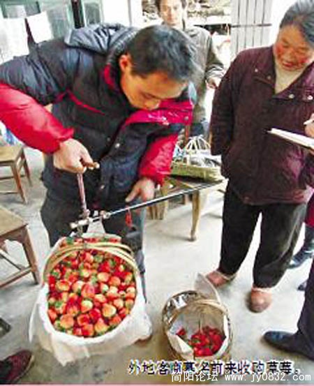 外地客商慕名前来收购草莓